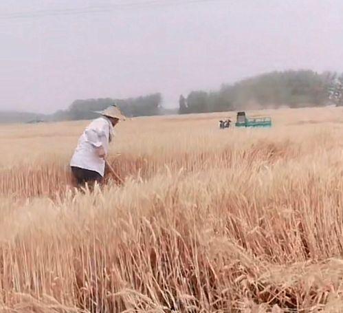 孩子失踪爆料视频真实案例,揭开孩子失踪视频背后的真实故事